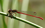 Small Red Damsel (Ceriagrion Tenellum)